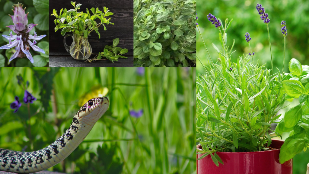 Panadol Plant: The Secret Weapon to Keep Snakes Away from Your Living Space